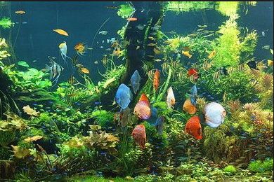 Best Aquarium