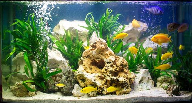 Best Aquarium