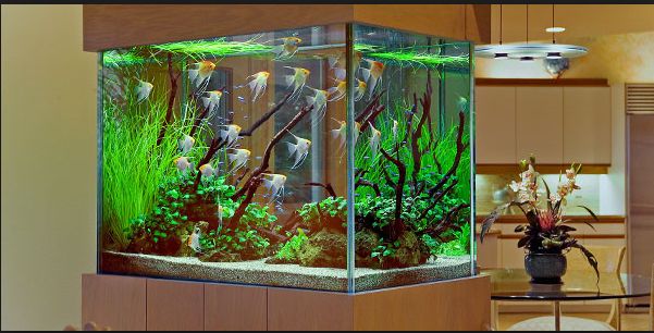 Best Aquarium