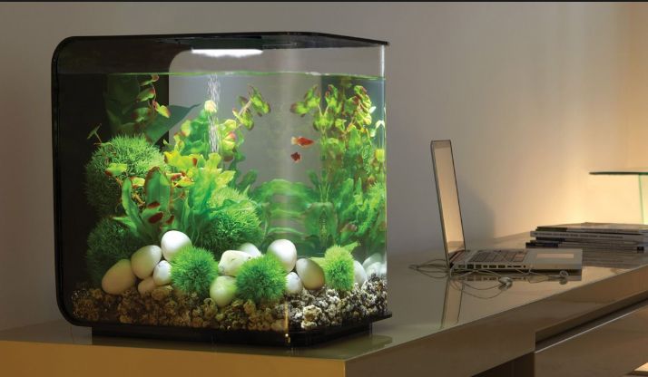 Best Aquarium