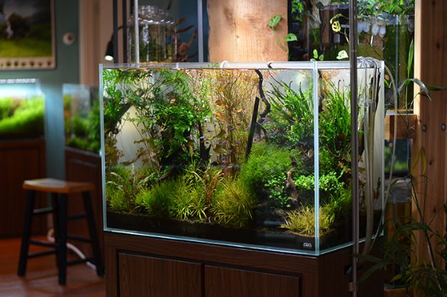 Best Aquarium