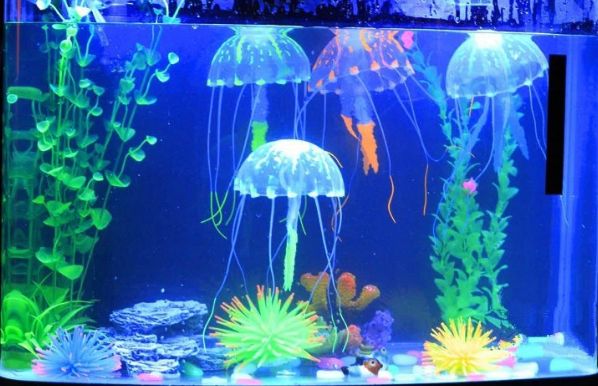 Best Aquarium