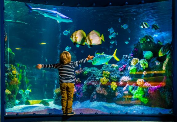 Best Aquarium