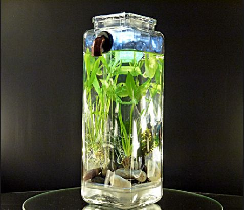 Best Aquarium