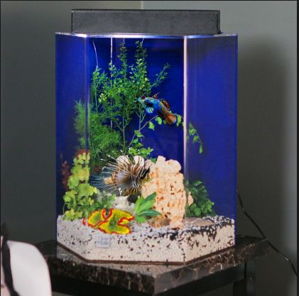 Best Aquarium