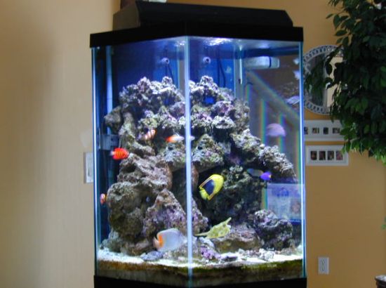 Best Aquarium