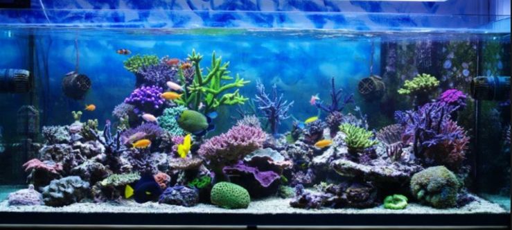 Best Aquarium