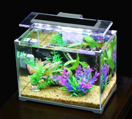 Best Aquarium
