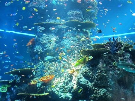 Best Aquarium