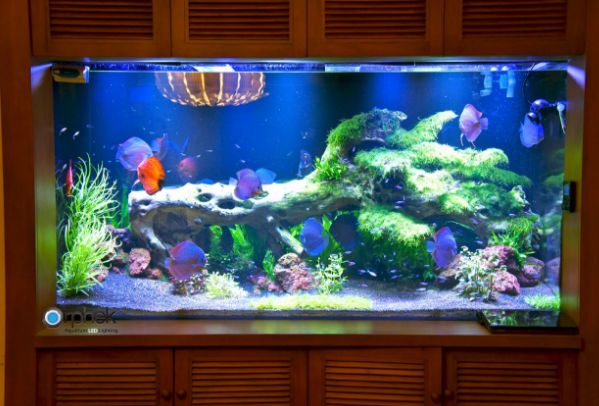 Best Aquarium