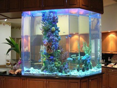 Best Aquarium