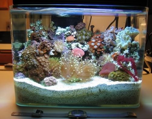 Best Aquarium