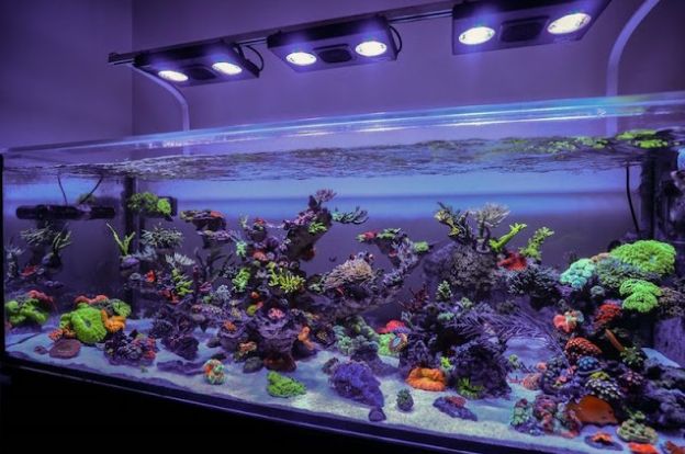Best Aquarium