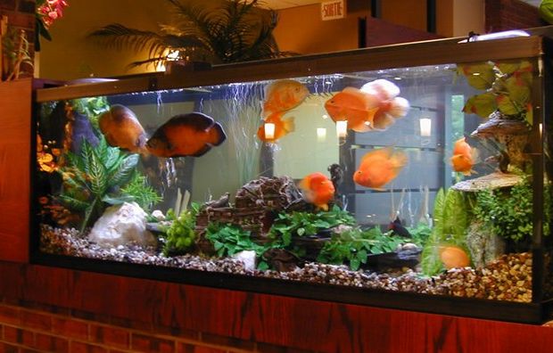 Best Aquarium