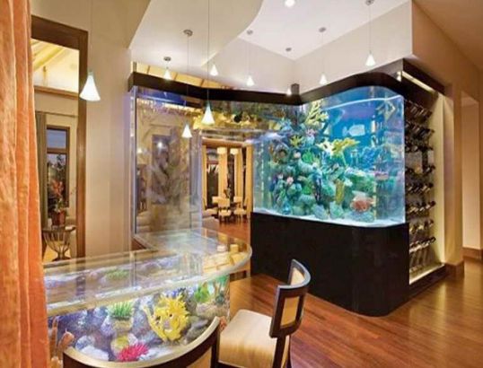 Best Aquarium