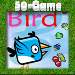 Bird in Forest