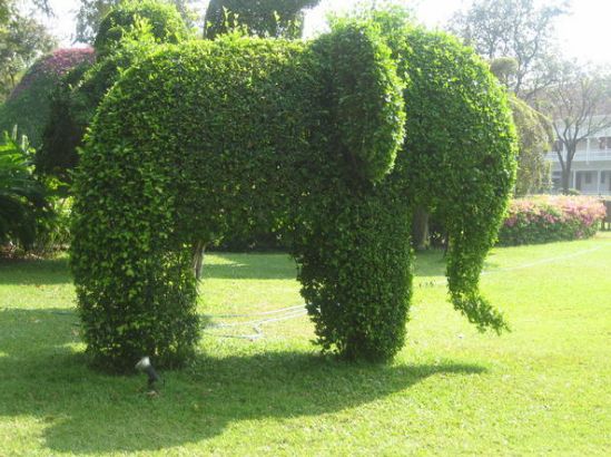 Topiary Garden Ideas