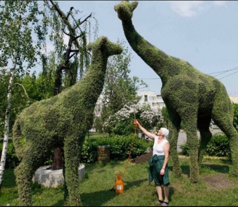 Topiary Garden Ideas