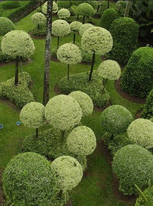 Topiary Garden Ideas