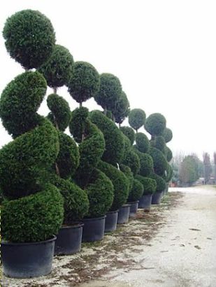 Topiary Garden Ideas