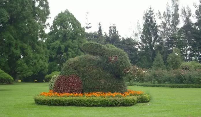 Topiary Garden Ideas