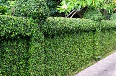 Topiary Garden Ideas